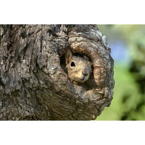 TX, Hill Country Eastern fox squirrel in tree